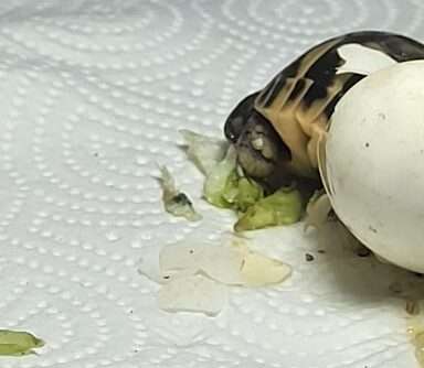 Griechische Landschildkröte