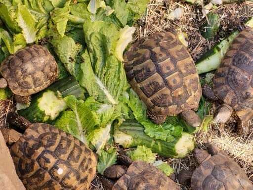 Griechische Landschildkröte
