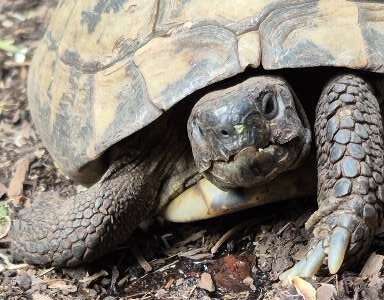 Griechische Landschildkröte