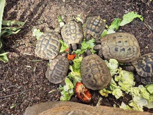 Griechische Landschildkröte