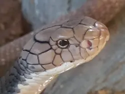 Königskobra