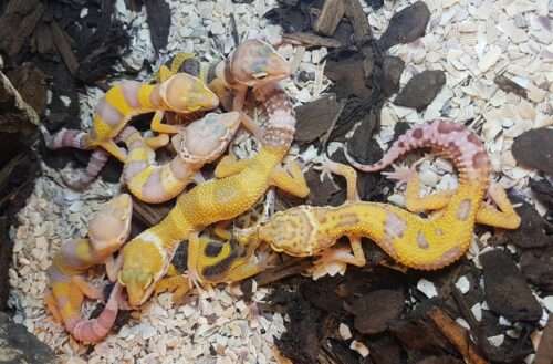 Leopardgecko