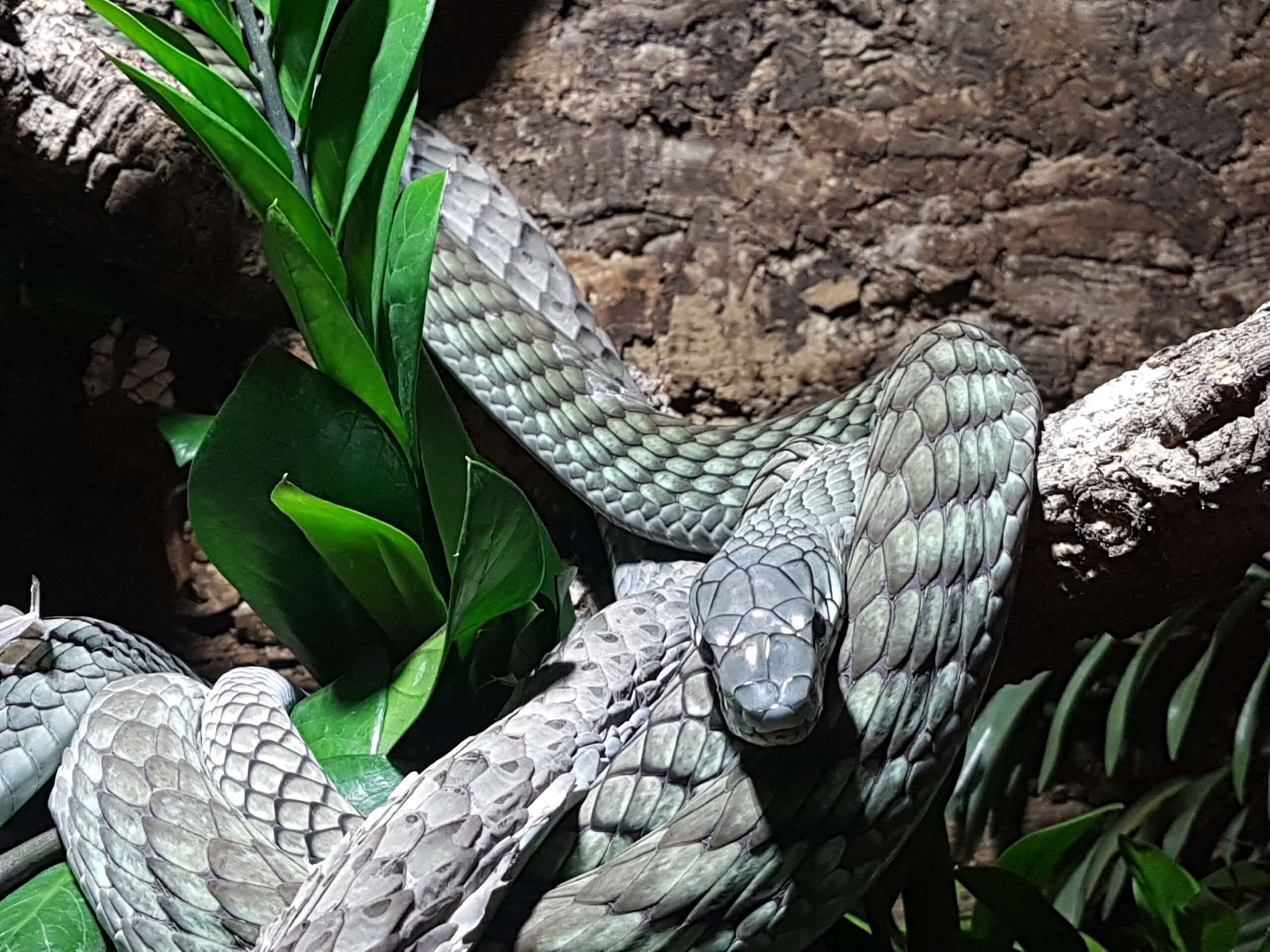Grüne Mamba