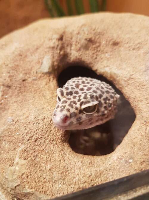 Leopardgecko