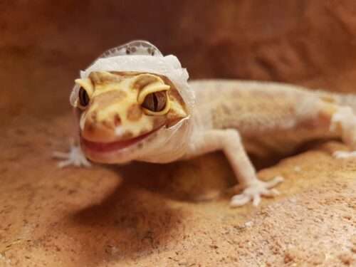 Leopardgecko