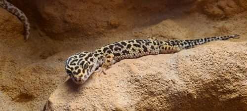 Leopardgecko