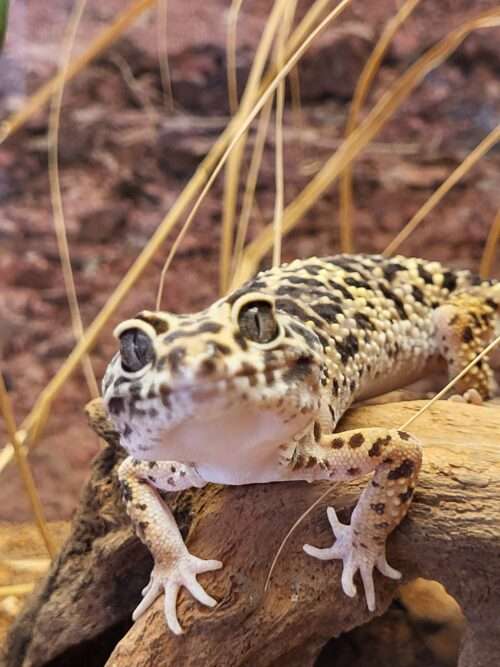 Leopardgecko