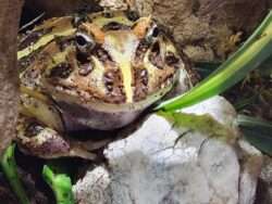 Schmuckhornfrosch