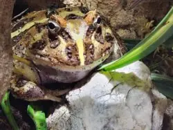 Schmuckhornfrosch