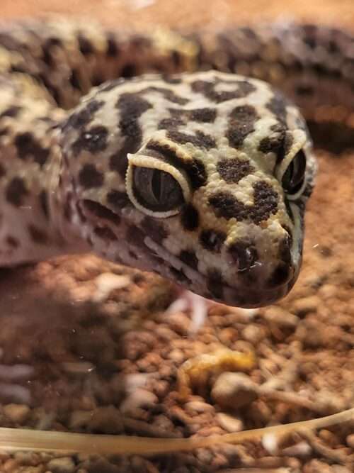 Leopardgecko
