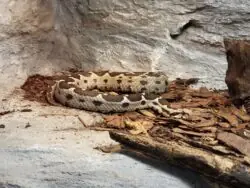 Patenschaft Bergotter