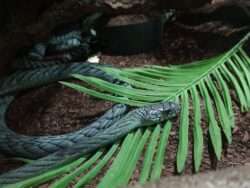 Grüne Mamba