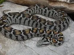 Patenschaft Bergotter
