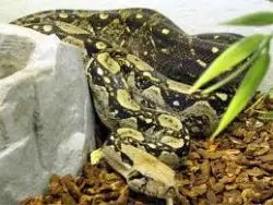 Patenschaft Boa c. Imperator