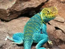 Patenschaft Halsbandleguan
