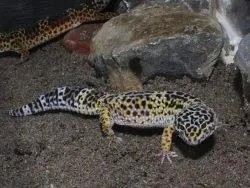 Patenschaft Leopardgecko