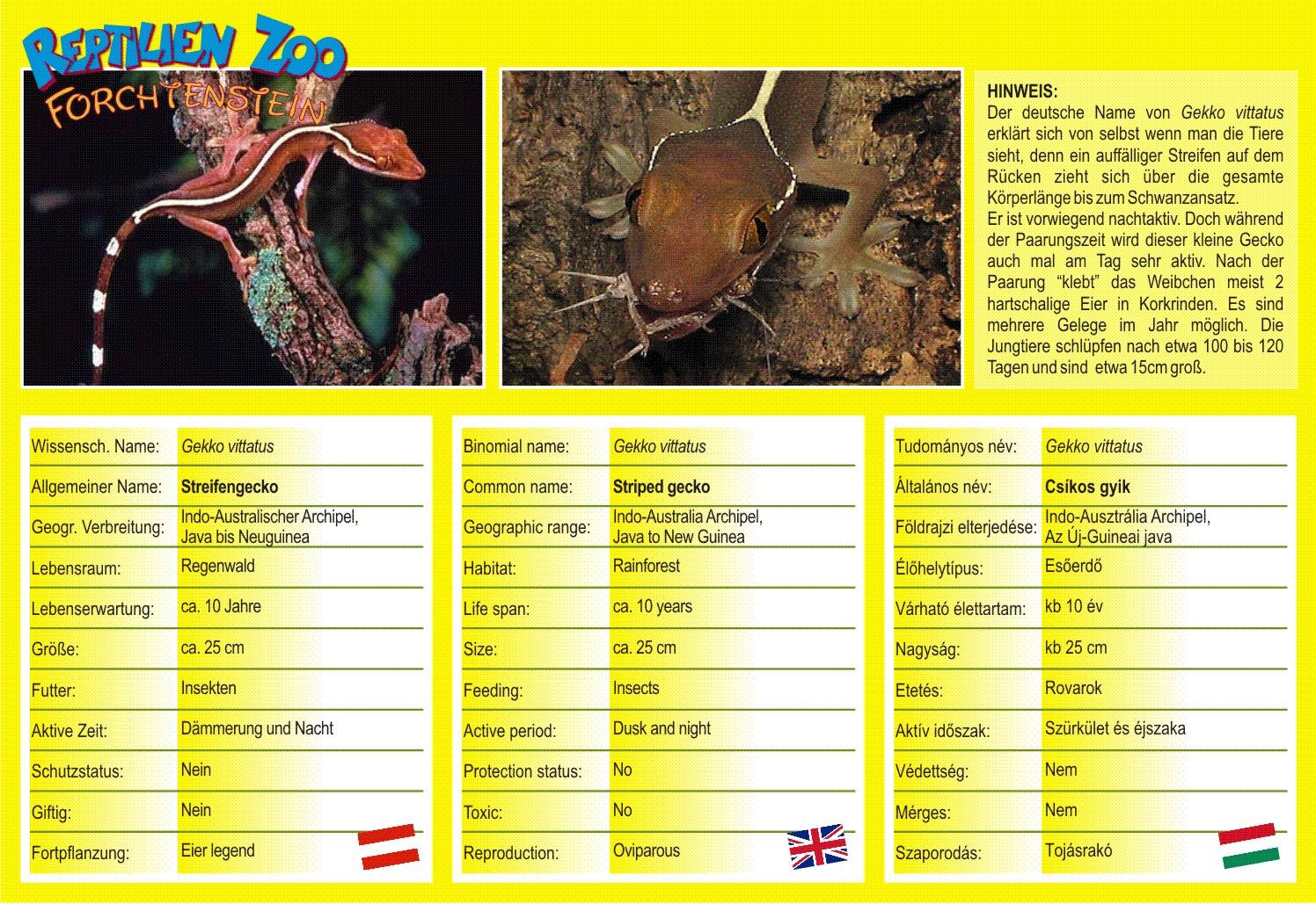 Echsen: Streifengecko - Gecko Vittatus