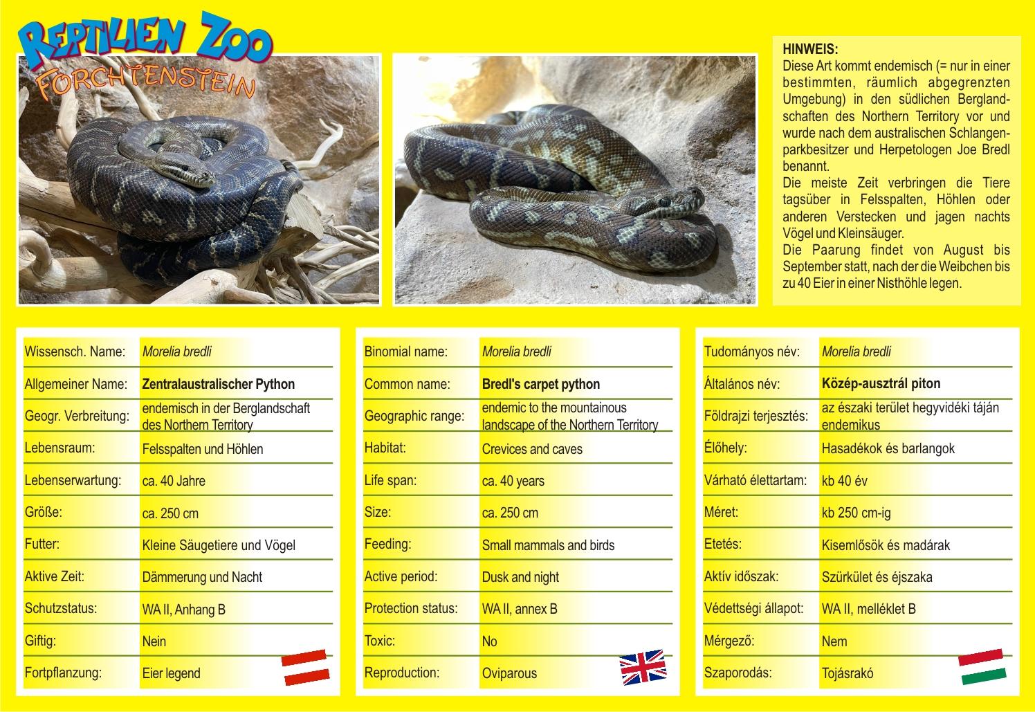 Schlangen: Teppichpython Bredli - Morelia Bredli
