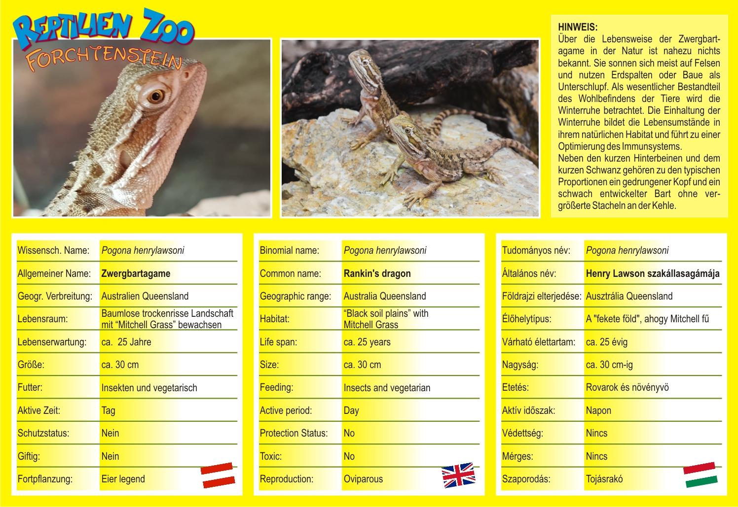 Echsen: Zwergbartagame - Pogona Henrylawsoni